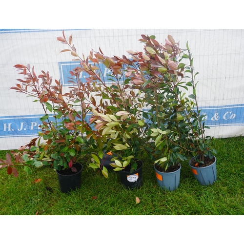 2293 - Photinia -5