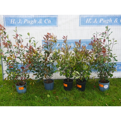 2294 - Photinia -5