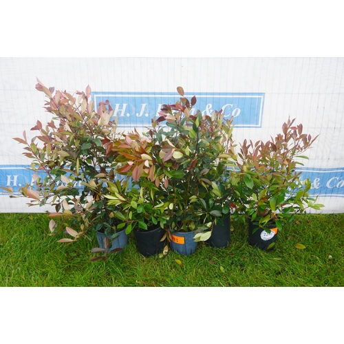 2295 - Photinia -5