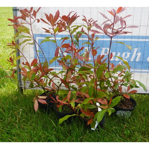 2310 - Photinia -5