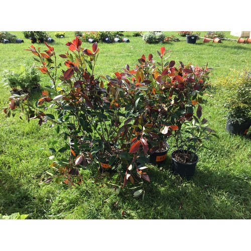 2267 - Photinia -5