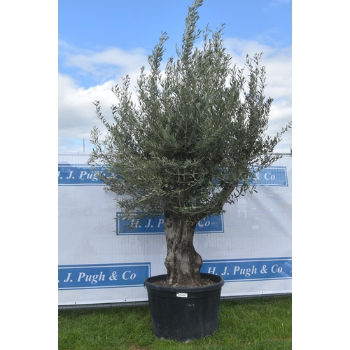 2006A - Specimen olive tree 10ft