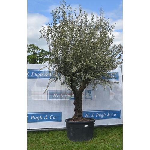 2021 - Specimen olive tree 10ft