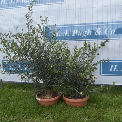 2032C - Small olive trees 3ft -2