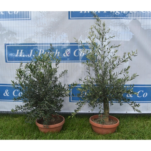 2032D - Small olive trees 3ft -2