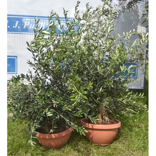 2040C - Small olive trees 3ft -2