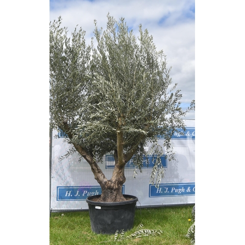 2060 - Specimen olive tree 10ft