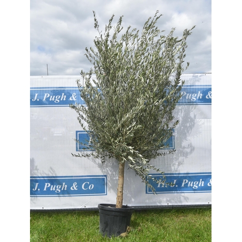 2060A - Olive tree 8ft