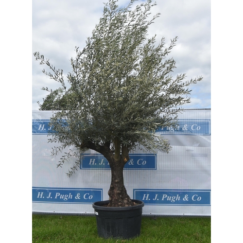 2063A - Specimen olive tree 11ft