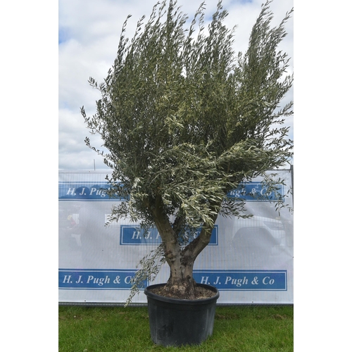 2065 - Specimen olive tree 9ft