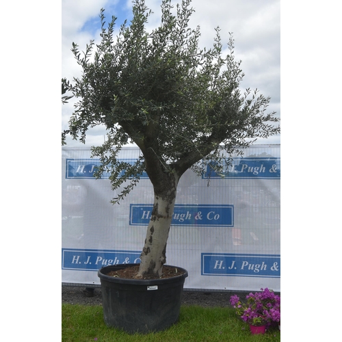 2068 - Specimen olive tree 9ft