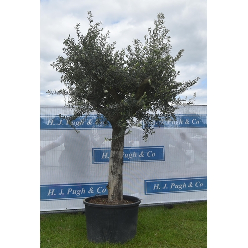 2083 - Specimen olive tree 9ft