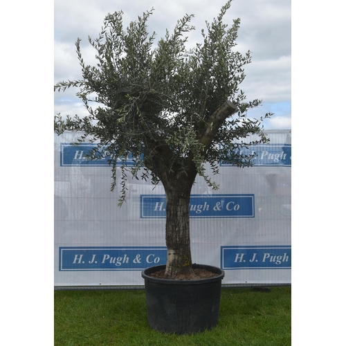 2086 - Specimen olive tree 10ft