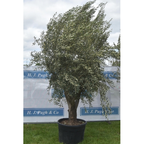 2087 - Specimen olive tree 10ft