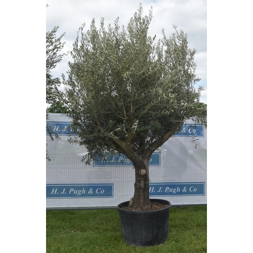 2090 - Specimen olive tree 10ft