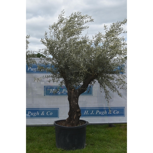 2101 - Specimen olive tree 9ft