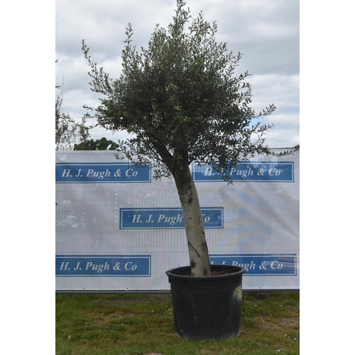 2106 - Specimen olive tree 9ft