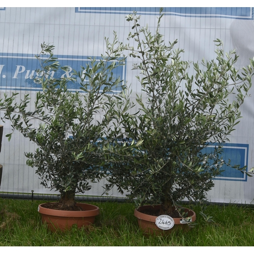 2465 - Patio olive trees 3ft -2