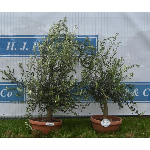 2466 - Patio olive trees 3ft -2