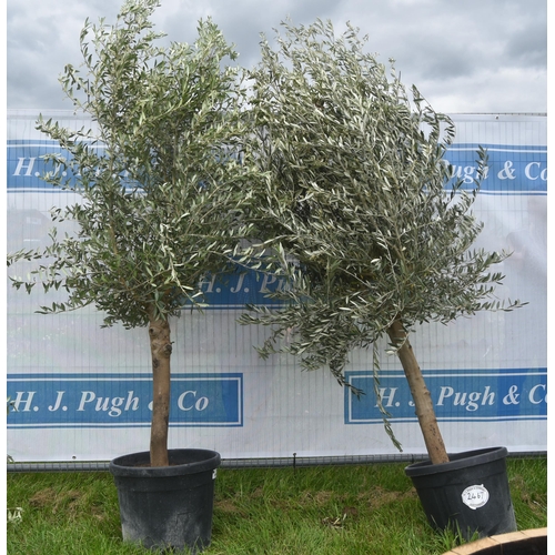 2467 - Olive trees 8ft -2