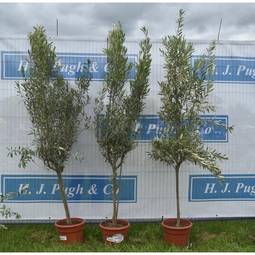 2468 - Small olive trees 6ft -3