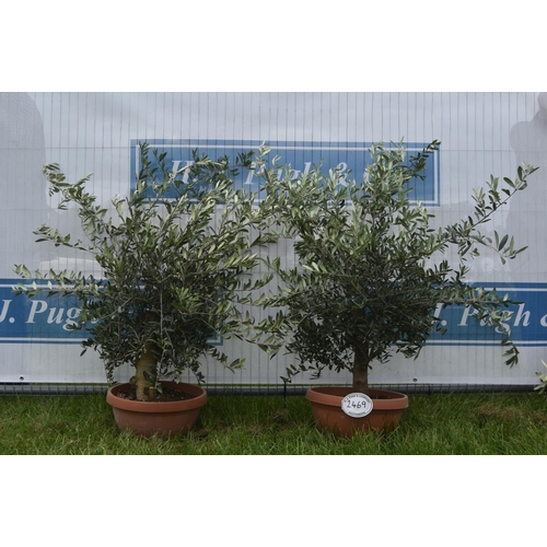 2469 - Patio olive trees 3ft -2