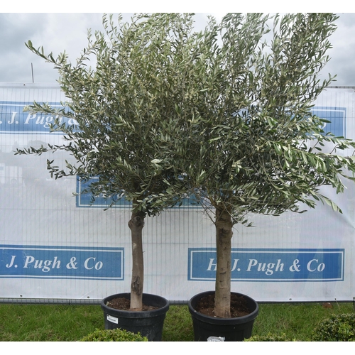 2477 - Olive trees 8ft -2