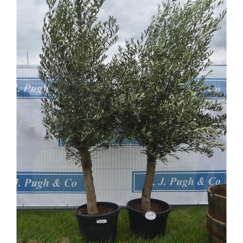 2478 - Olive trees 8ft -2