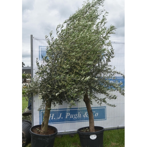 2479 - Olive trees 8ft -2