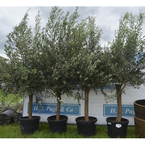 2480 - Olive trees 8ft -4