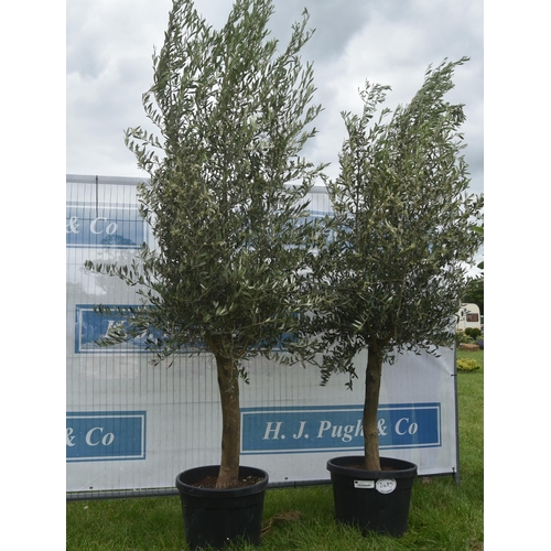 2485 - Olive trees 6ft -2