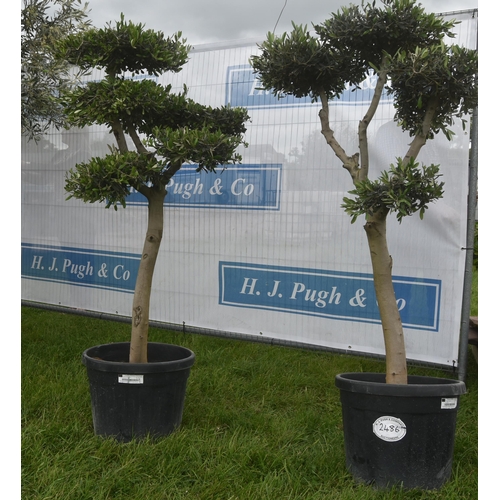 2486 - Cloud pruned olive trees 5ft -2