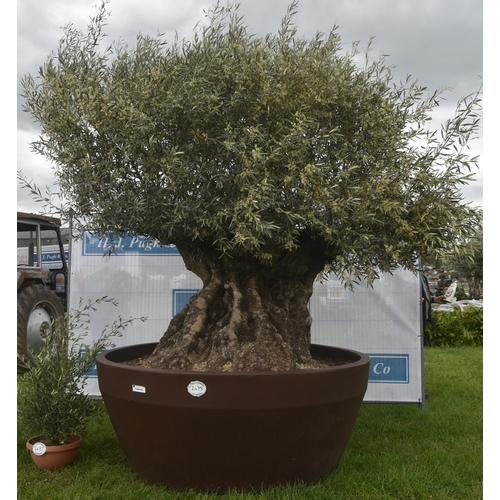 2488 - Ancient olive in resin pot. To be retained for television filming until 21st June then delivered to ... 