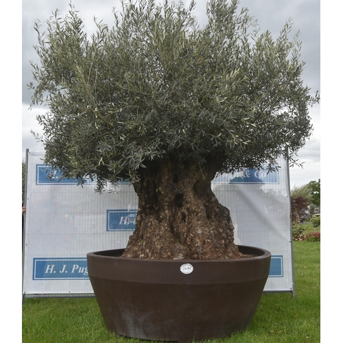 2489 - Ancient olive in resin pot. To be retained for television filming until 21st June then delivered to ... 