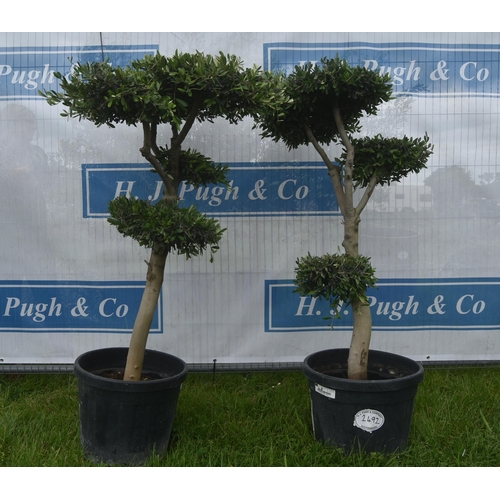 2492 - Cloud pruned olives 4ft -2