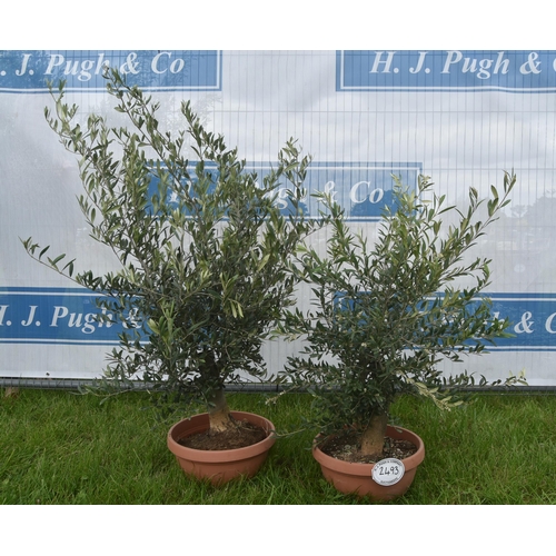 2493 - Patio olives 3ft -2