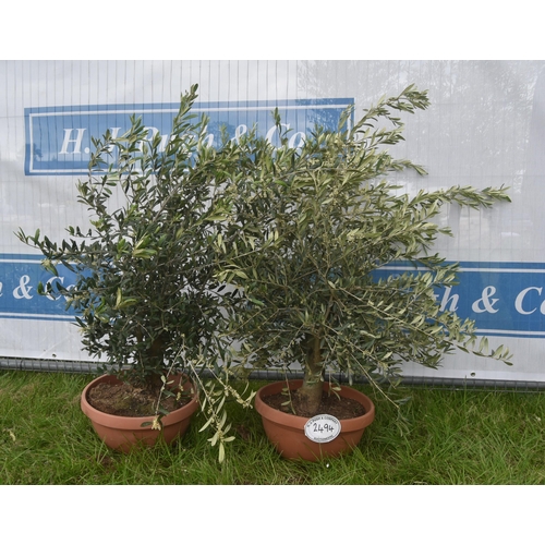 2494 - Patio olives 3ft -2