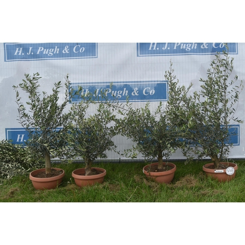 2502 - Patio olives 3ft -4