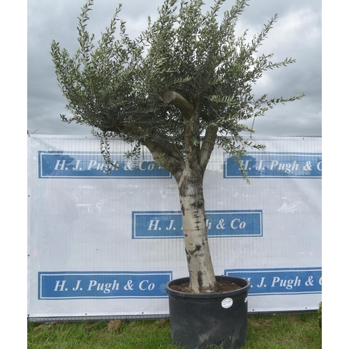 2509 - Specimen olive 8ft