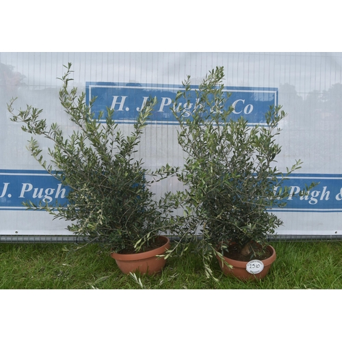 2510 - Patio olives 3ft -2