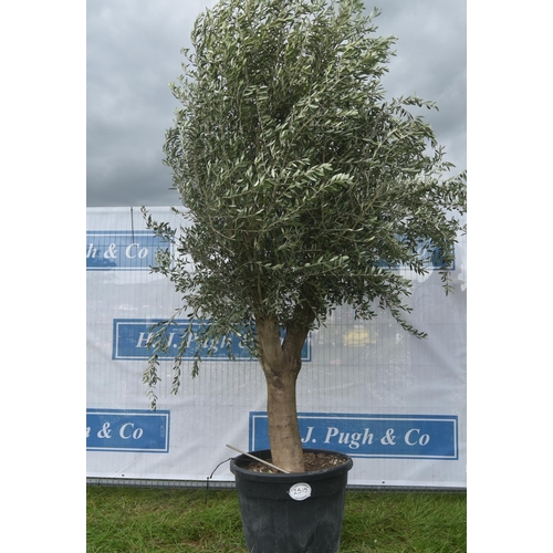 2515 - Specimen olive 8ft