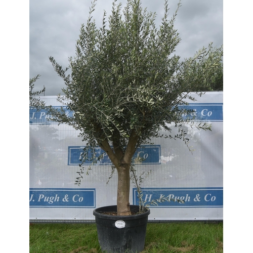 2516 - Ancient olive 7ft