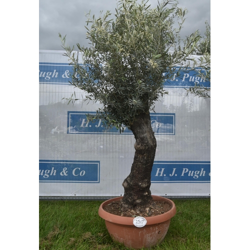 2517 - Ancient olive 7ft