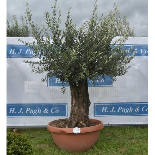 2519 - Ancient olive 7ft