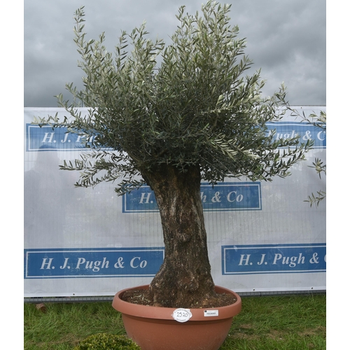 2520 - Ancient olive 7ft