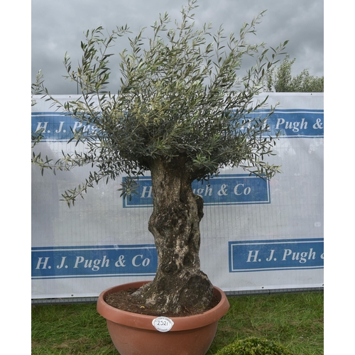 2521 - Ancient olive 7ft