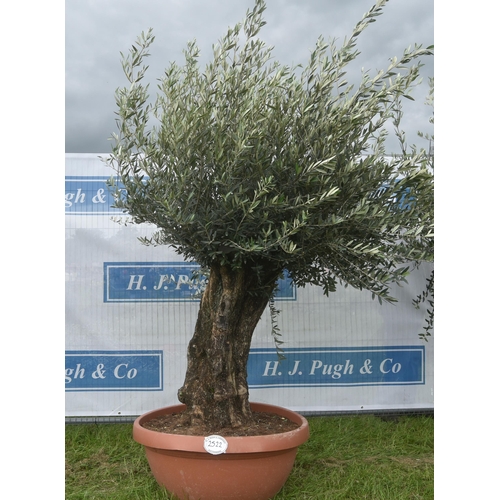 2522 - Ancient olive 7ft