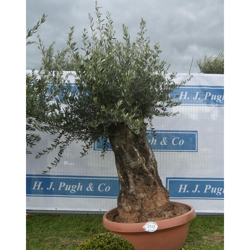 2523 - Ancient olive 7ft