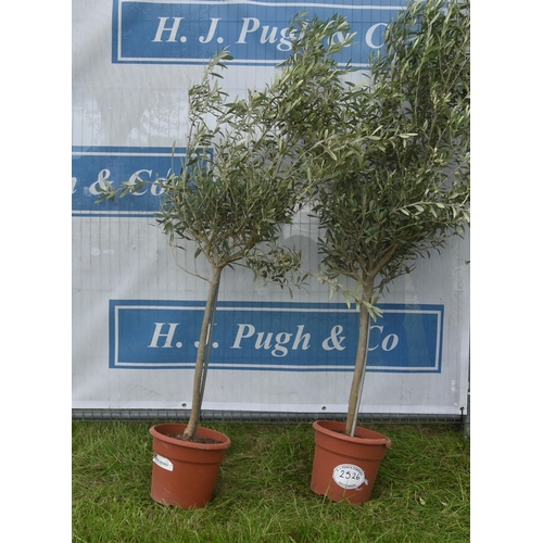 2526 - Small olive trees 4ft -2