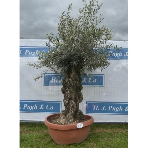 2527 - Ancient olive tree 7ft